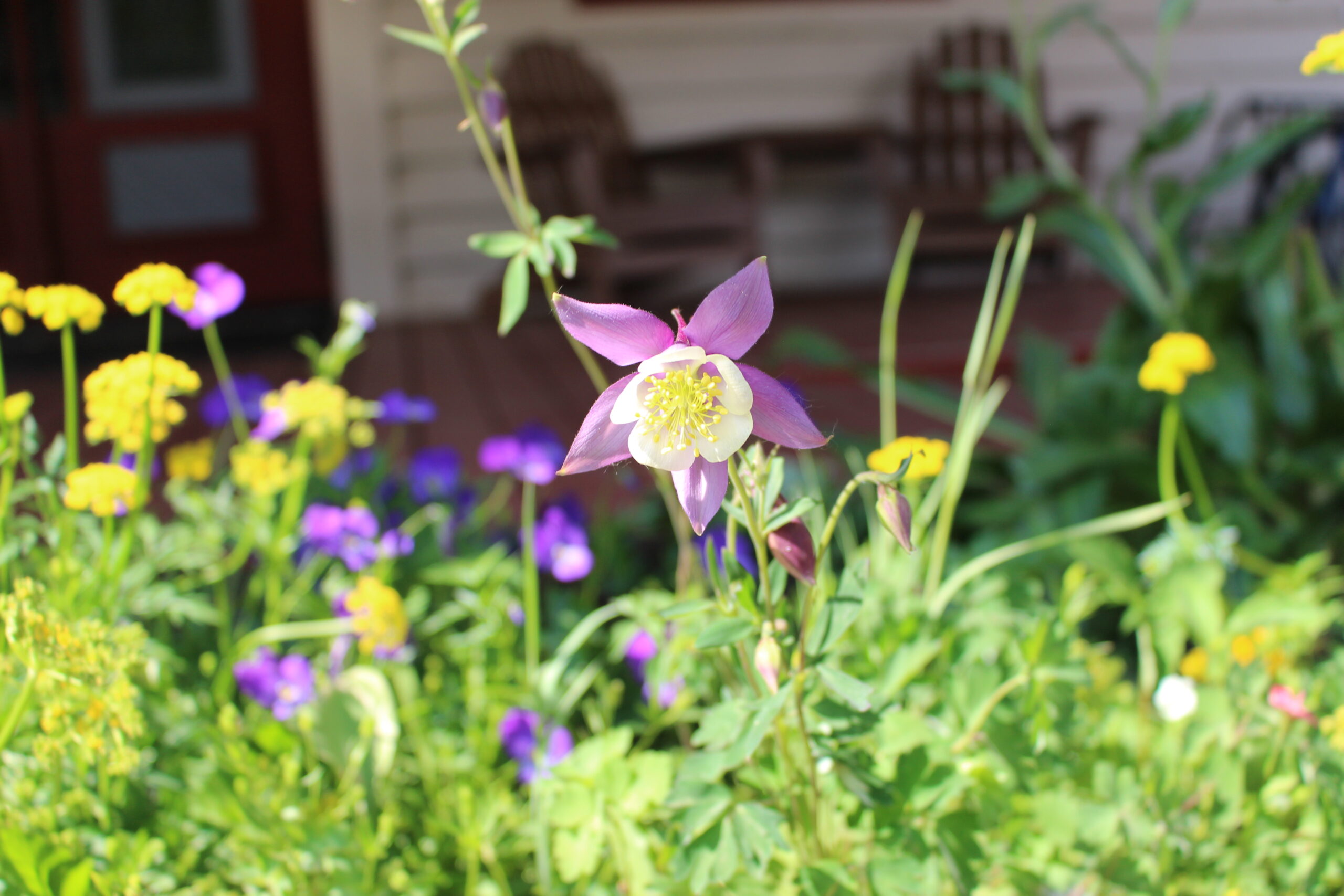 Columbine wildflowers in Crested Butte